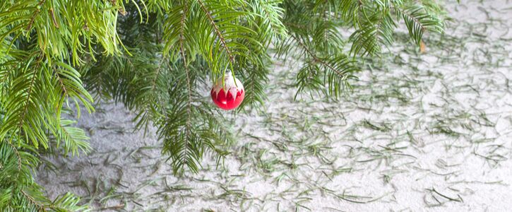 Holiday Safety: Christmas Tree Edition