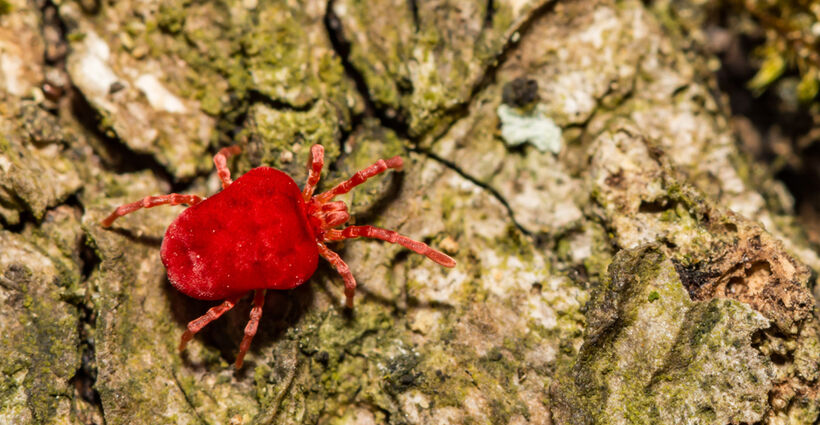 First Aid Treatment for Chiggers